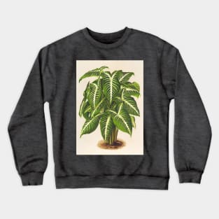 Caladium lindenii - Botanical Illustration Crewneck Sweatshirt